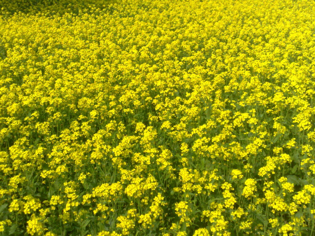 Mustard Plant