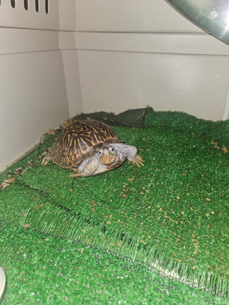 Female Western Ornate Box Turtle